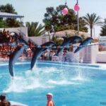 Four dolphins in a line jumping over a wire at Marineland Majorca