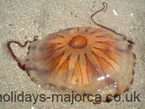 The Compass type of jellyfish