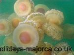 The Fried Egg jellyfish