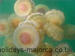 Fried Egg types of jellyfish