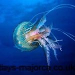 Types of Jellyfish Around Majorca