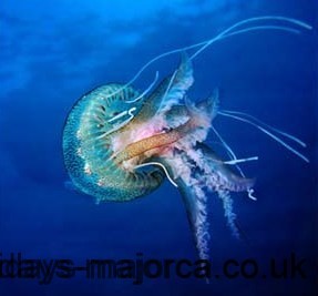 Types of Jellyfish Around Majorca