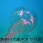 A Pink jellyfish