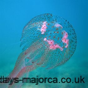 A Pink jellyfish