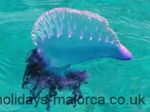 A Portuguese Man o’War