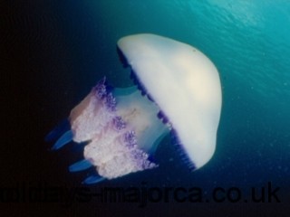 A Shiff Arms Jellyfish