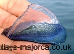 Purple Sail or Velella jellyfish