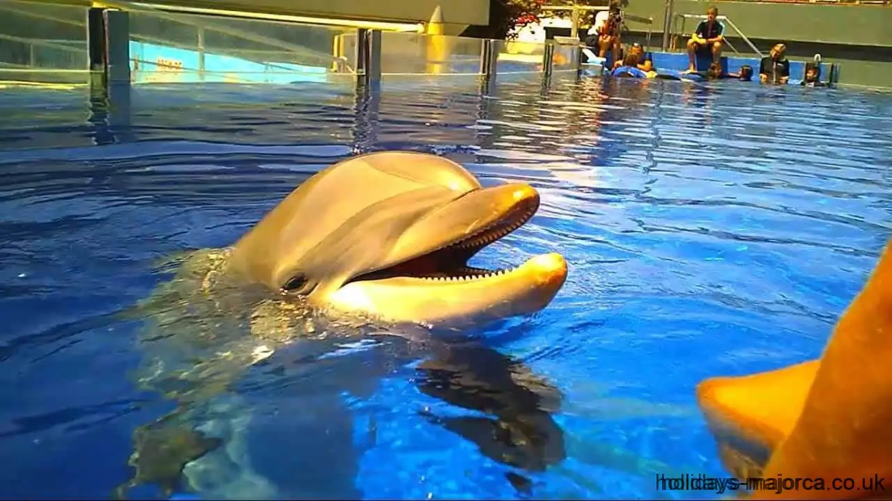 Dolpin popping its head out of the water at Marineland Majorca