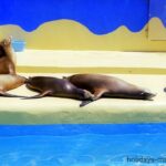 Seals sunbathing at Marineland Majorca