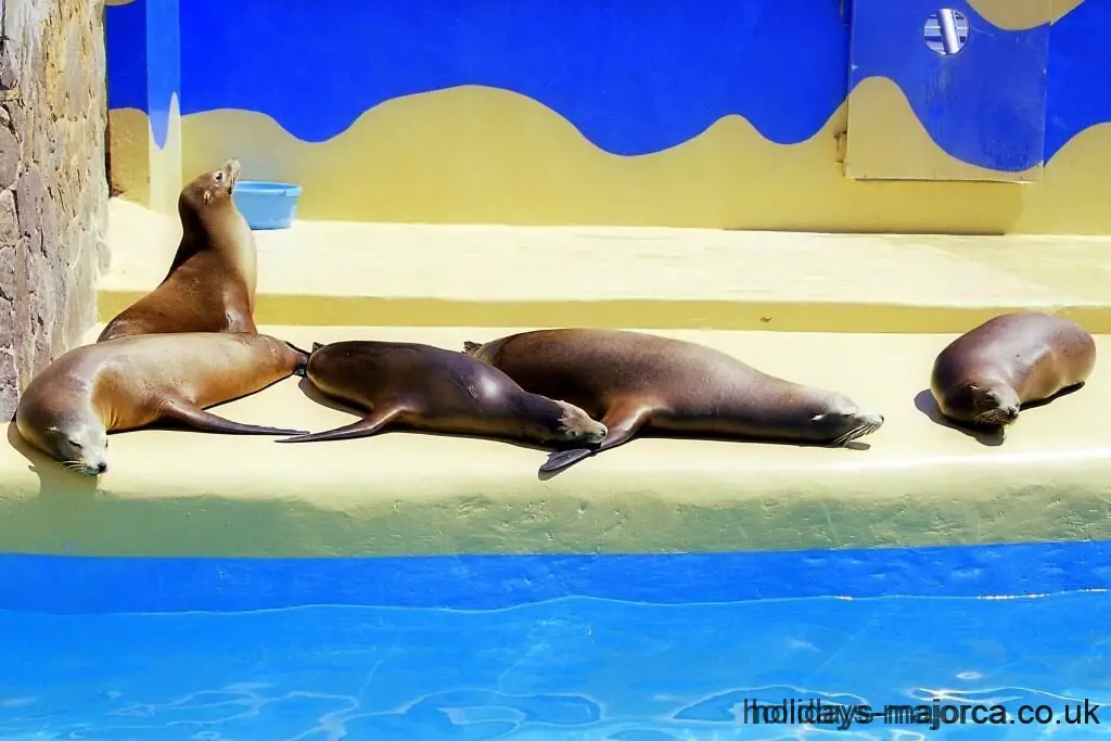 Seals sunbathing at Marineland Majorca
