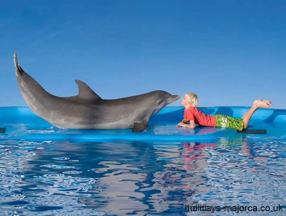 Dolpin and boy kiss at Marineland Majorca