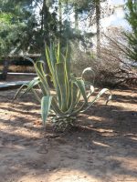 A cactus plant in the beach gardens at Sa Coma Majorca