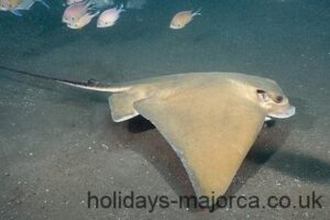 Common Eagle Ray