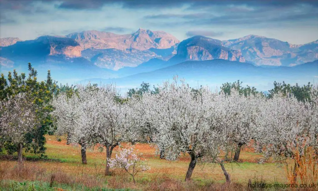 Majorca almond trees in front of misty mountains