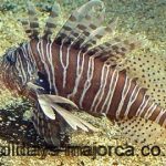 Poisonous Fish of Majorca Mediterranean Sea