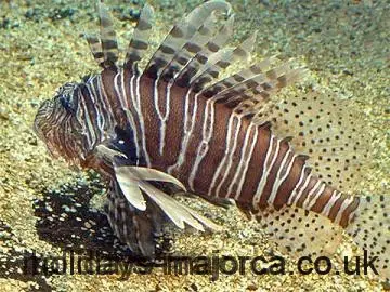 scorpion fish bite