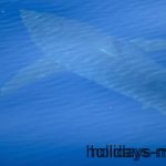 5 meter long great white shark spotted eight miles from Cabrera Majorca