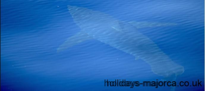 5 meter long great white shark spotted eight miles from Cabrera Majorca