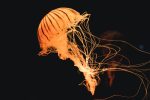 jellyfish-in-light