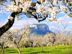 Field of Majorca almond trees in blossom with mountains in the background