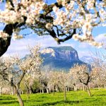 Field of Majorca almond trees in blossom with mountains in the background