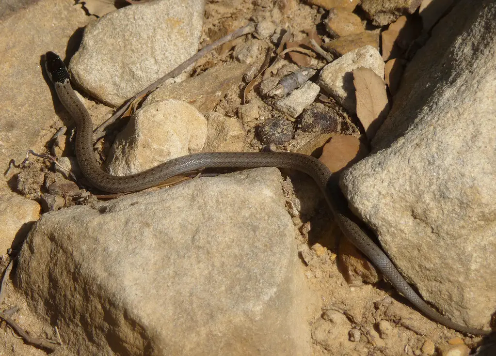 Hooded Snake (Macroprotodon cucullatus) Mallorca