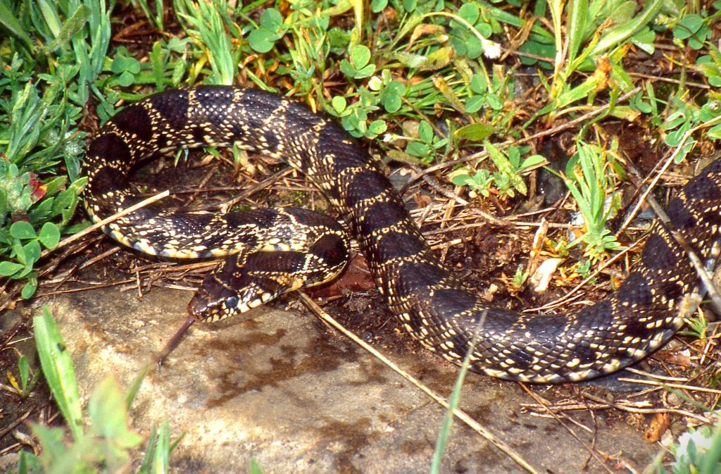 Horseshoe Whip Snake (Hemorrhois hippocrepis) Mallorca