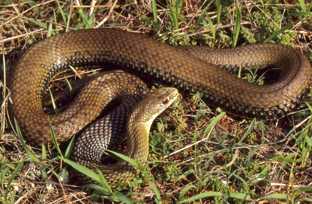 Montpellier Snake (Malpolon monspessulanus) Mallorca