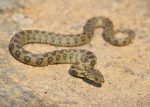 Viperine Snake (Natrix maura) Mallorca
