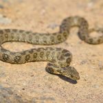 Viperine Snake (Natrix maura) Mallorca
